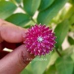 Alice Adjustable Pink Ring